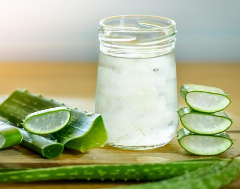 Aloe Vera Barbadenisis